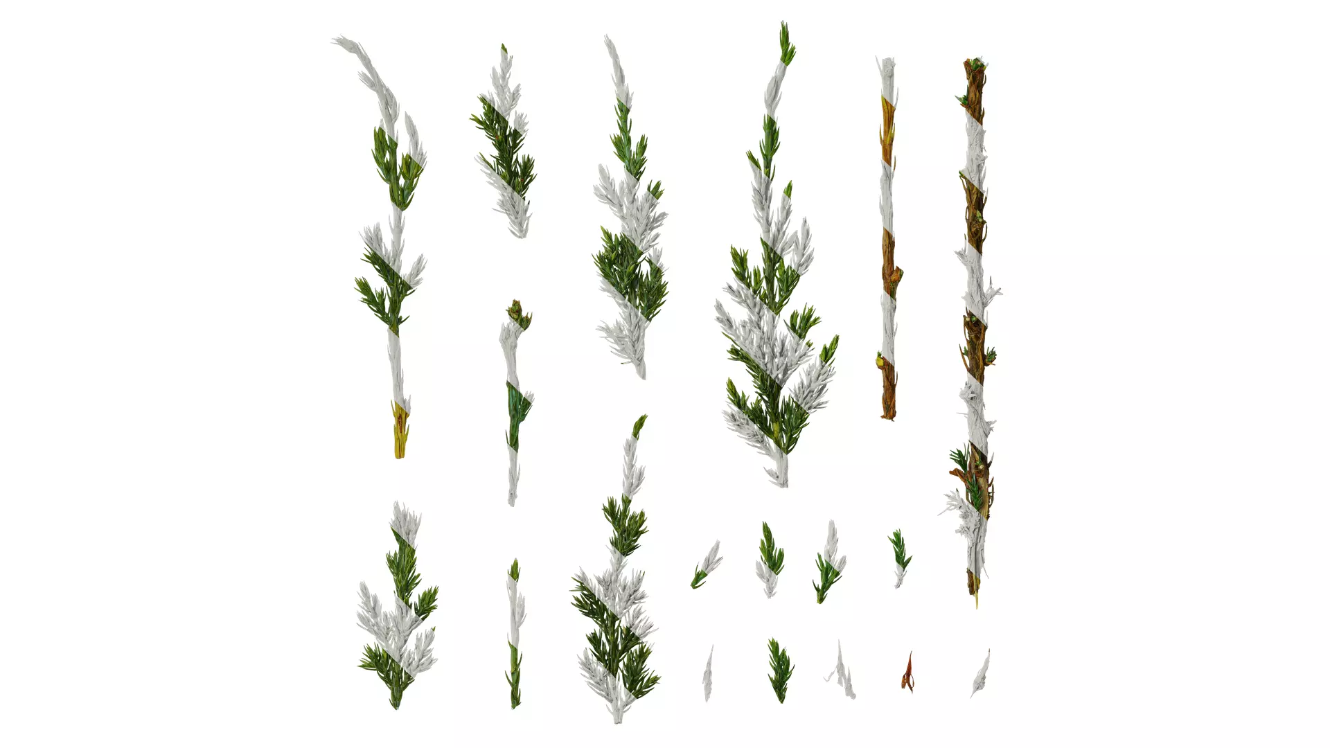 Anydrafts Sabina procumbens Leaf 01 Texture_0