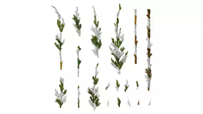 Anydrafts Sabina procumbens Leaf 01