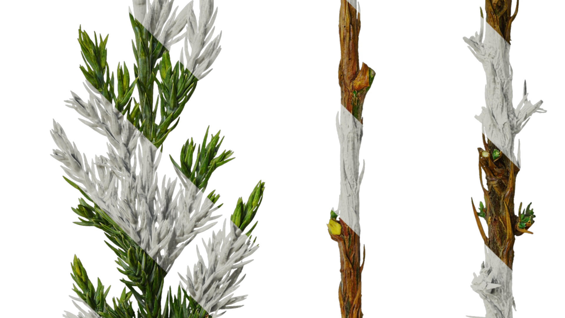 Anydrafts Sabina procumbens Leaf 01 Texture_4