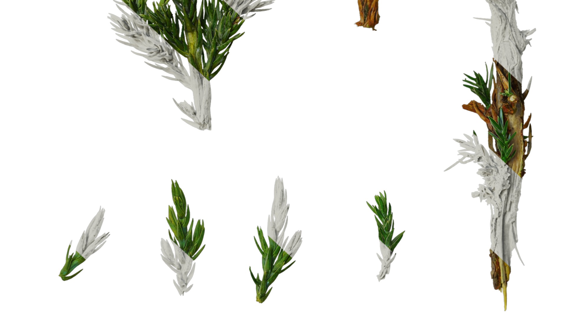 Anydrafts Sabina procumbens Leaf 01 Texture_6