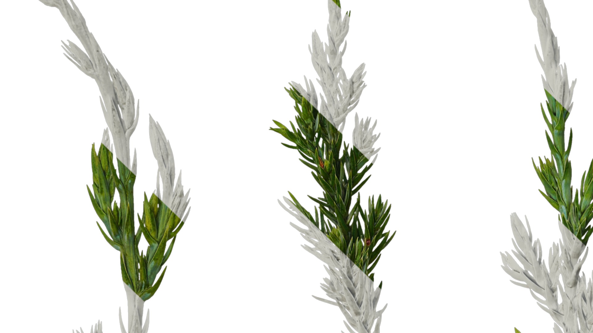 Anydrafts Sabina procumbens Leaf 01 Texture_1