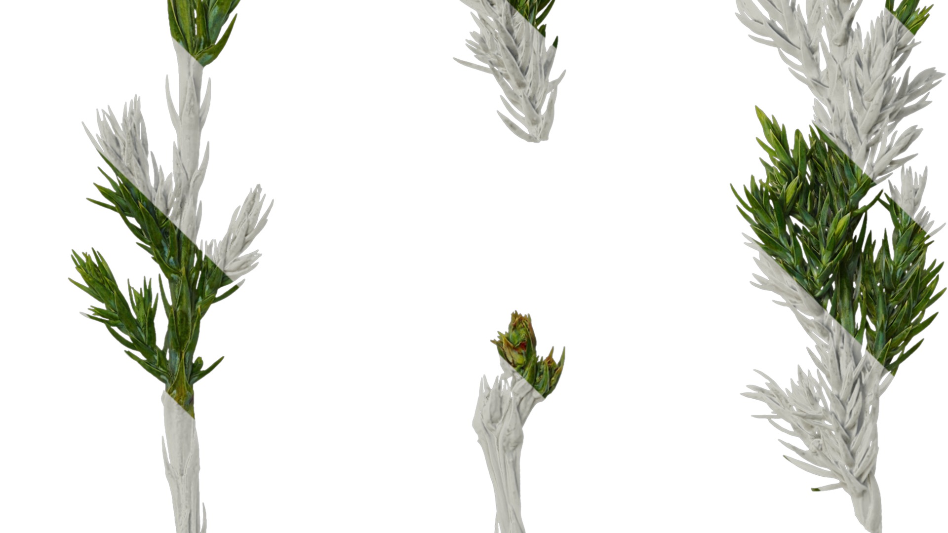 Anydrafts Sabina procumbens Leaf 01 Texture_3