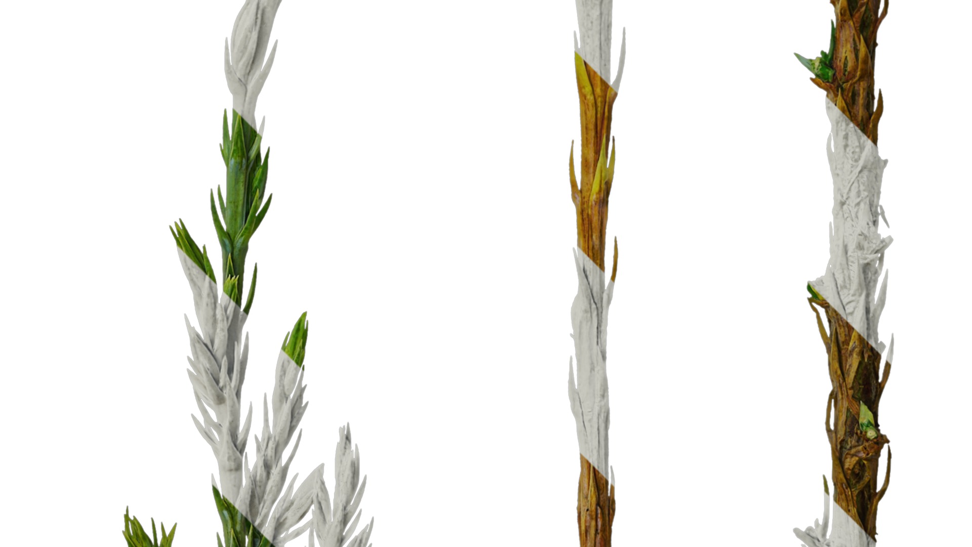 Anydrafts Sabina procumbens Leaf 01 Texture_2