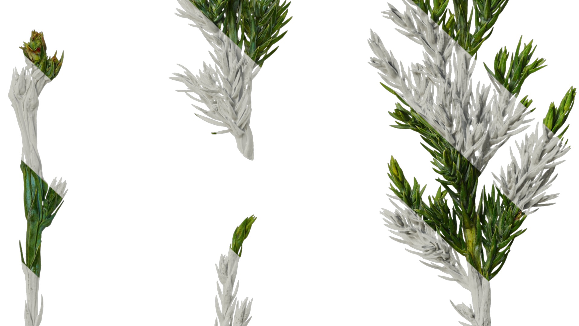 Anydrafts Sabina procumbens Leaf 01 Texture_7