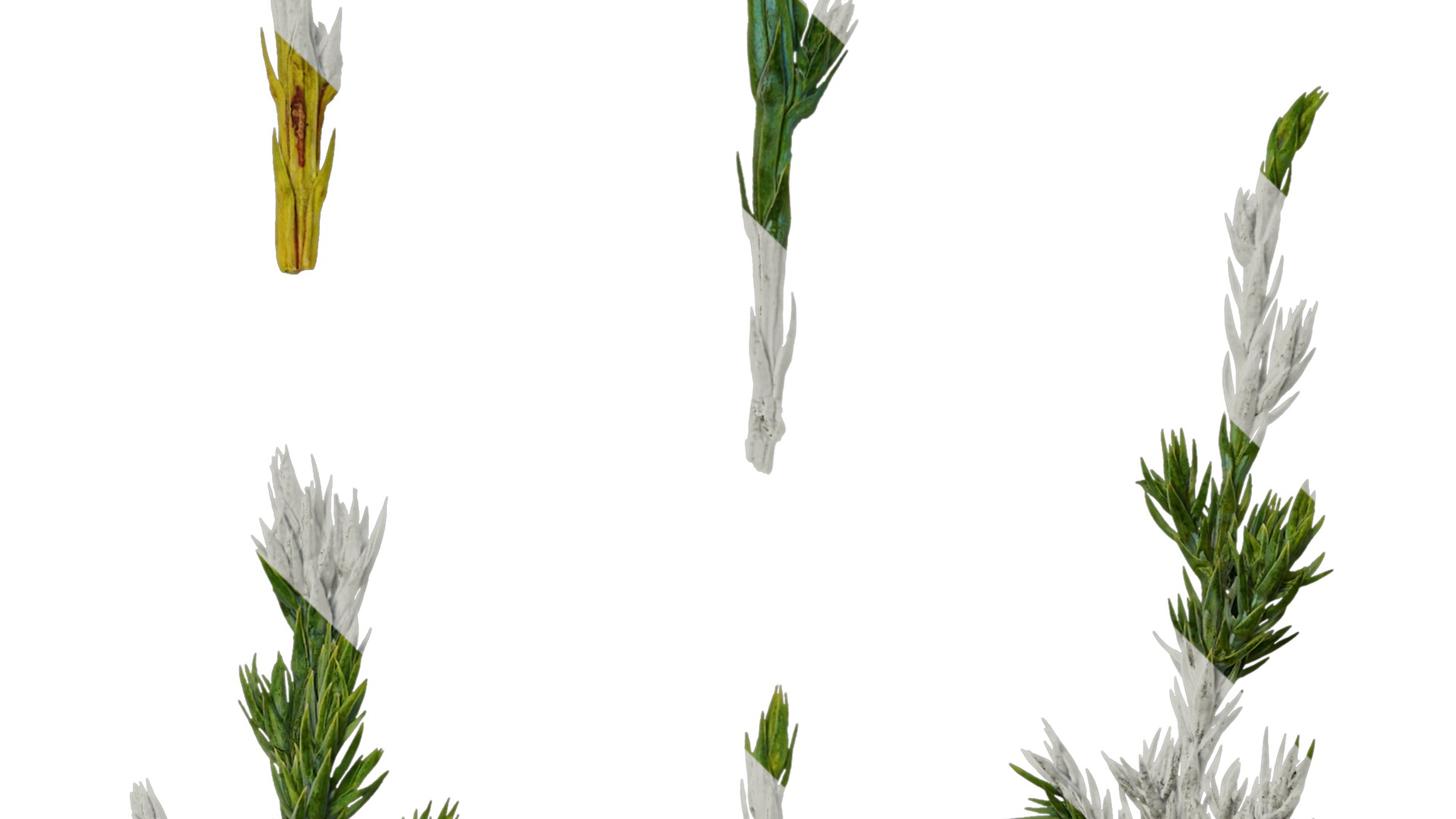 Anydrafts Sabina procumbens Leaf 01 Texture_5