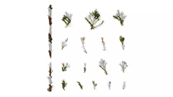 Anydrafts Sabina procumbens Leaf 02