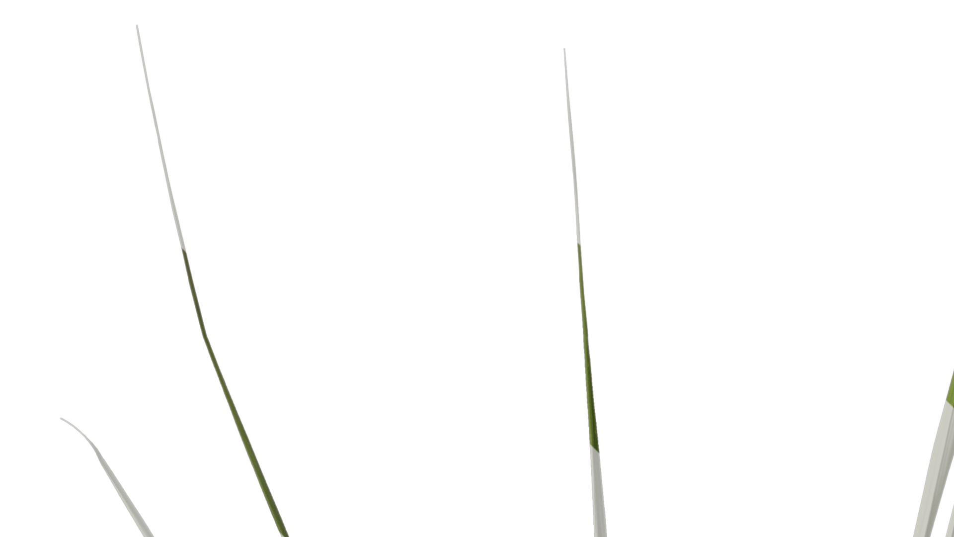 Anydrafts Phragmites australis Atlas 04 Texture_1