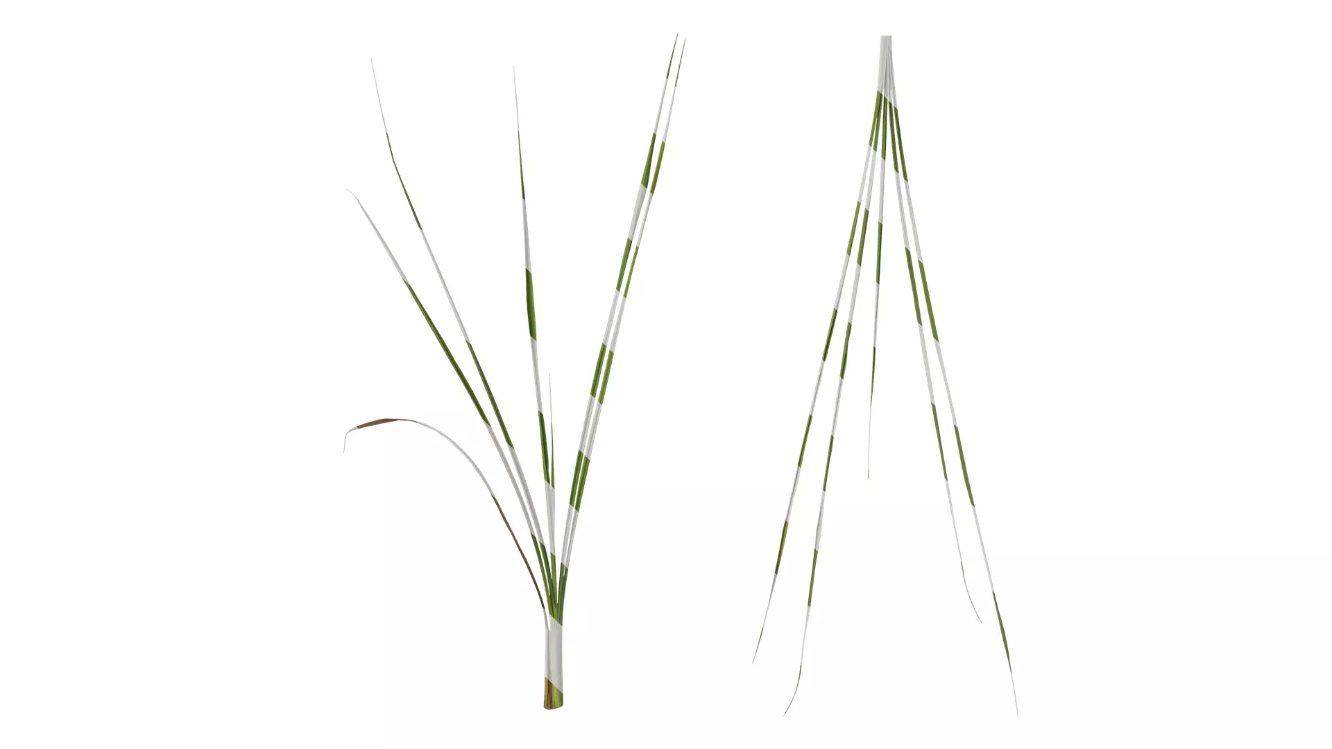 Anydrafts Phragmites australis Atlas 04 Texture_0