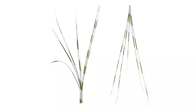 Anydrafts Phragmites australis Atlas 04