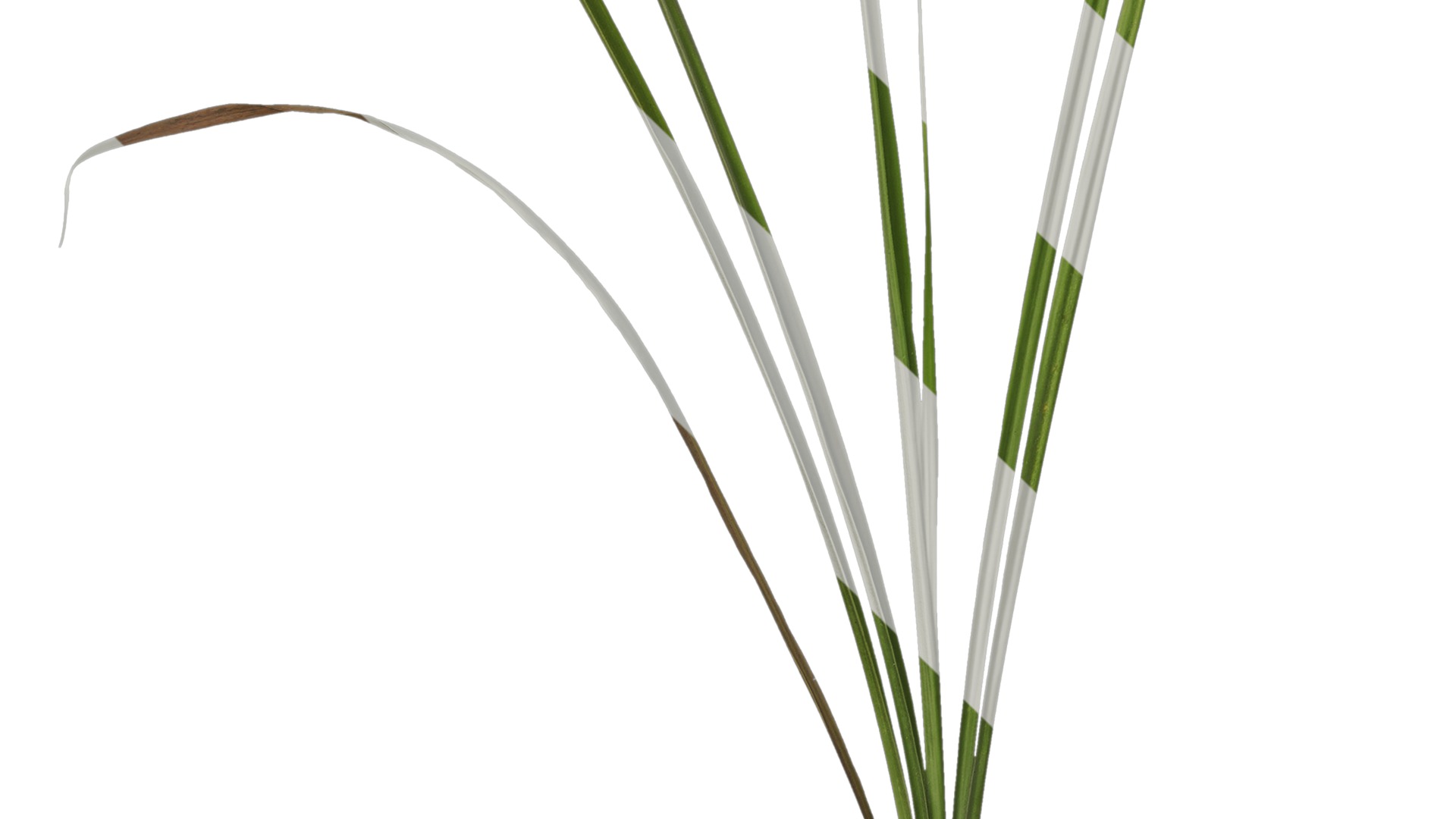 Anydrafts Phragmites australis Atlas 04 Texture_5