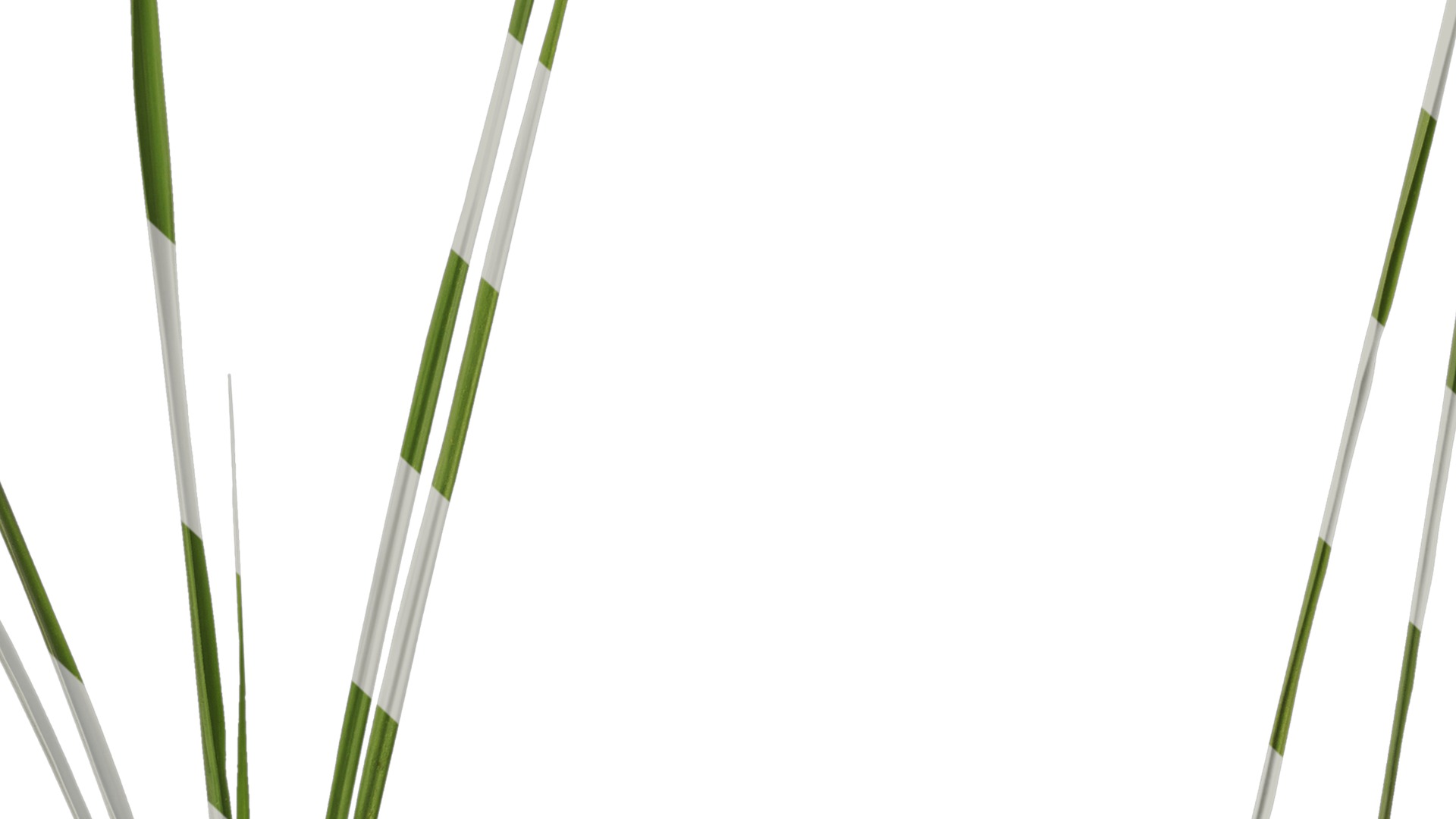 Anydrafts Phragmites australis Atlas 04 Texture_7