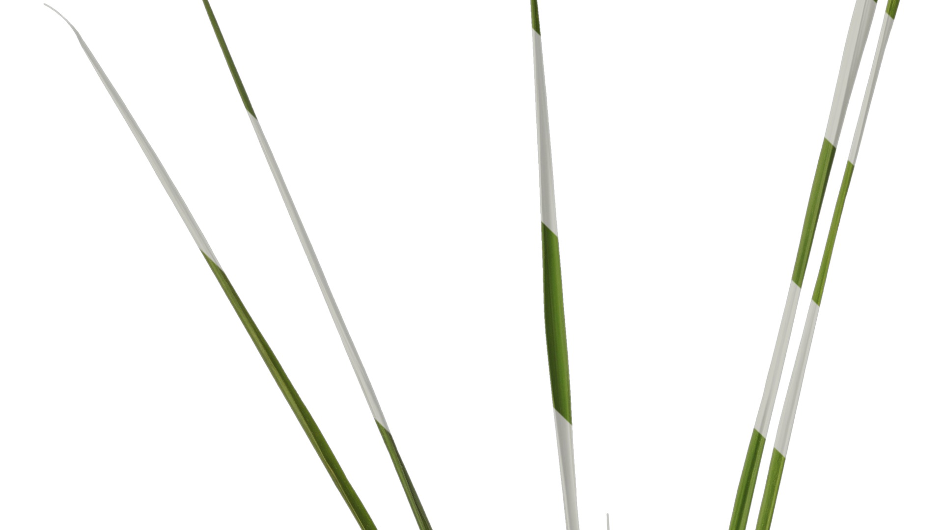 Anydrafts Phragmites australis Atlas 04 Texture_3