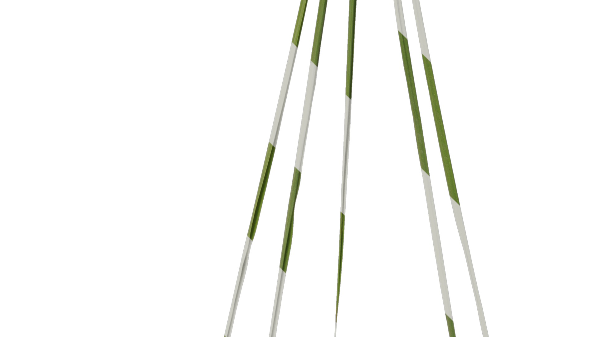 Anydrafts Phragmites australis Atlas 04 Texture_4