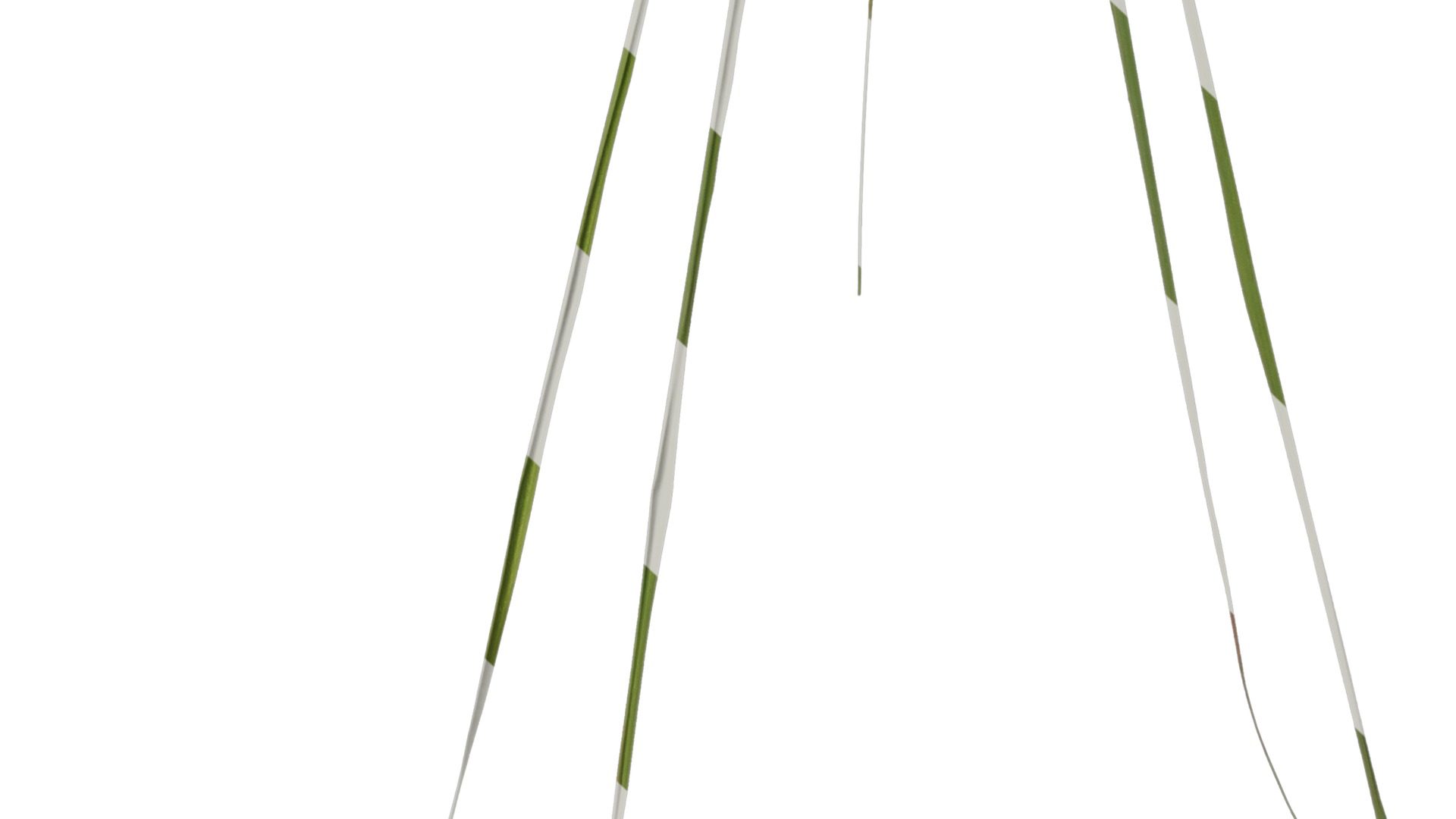 Anydrafts Phragmites australis Atlas 04 Texture_6