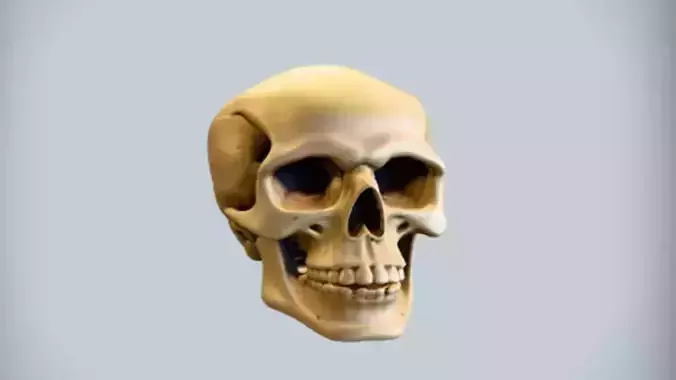human skull depiction