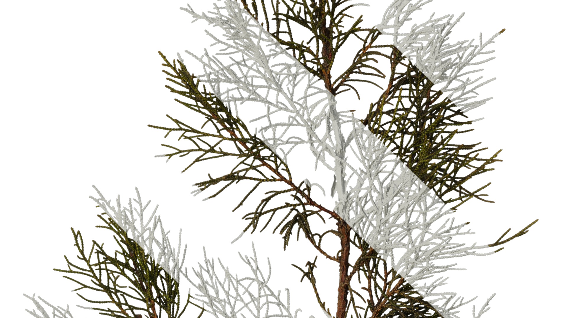 Anydrafts Sabina virginiana Atlas 01 Texture_4