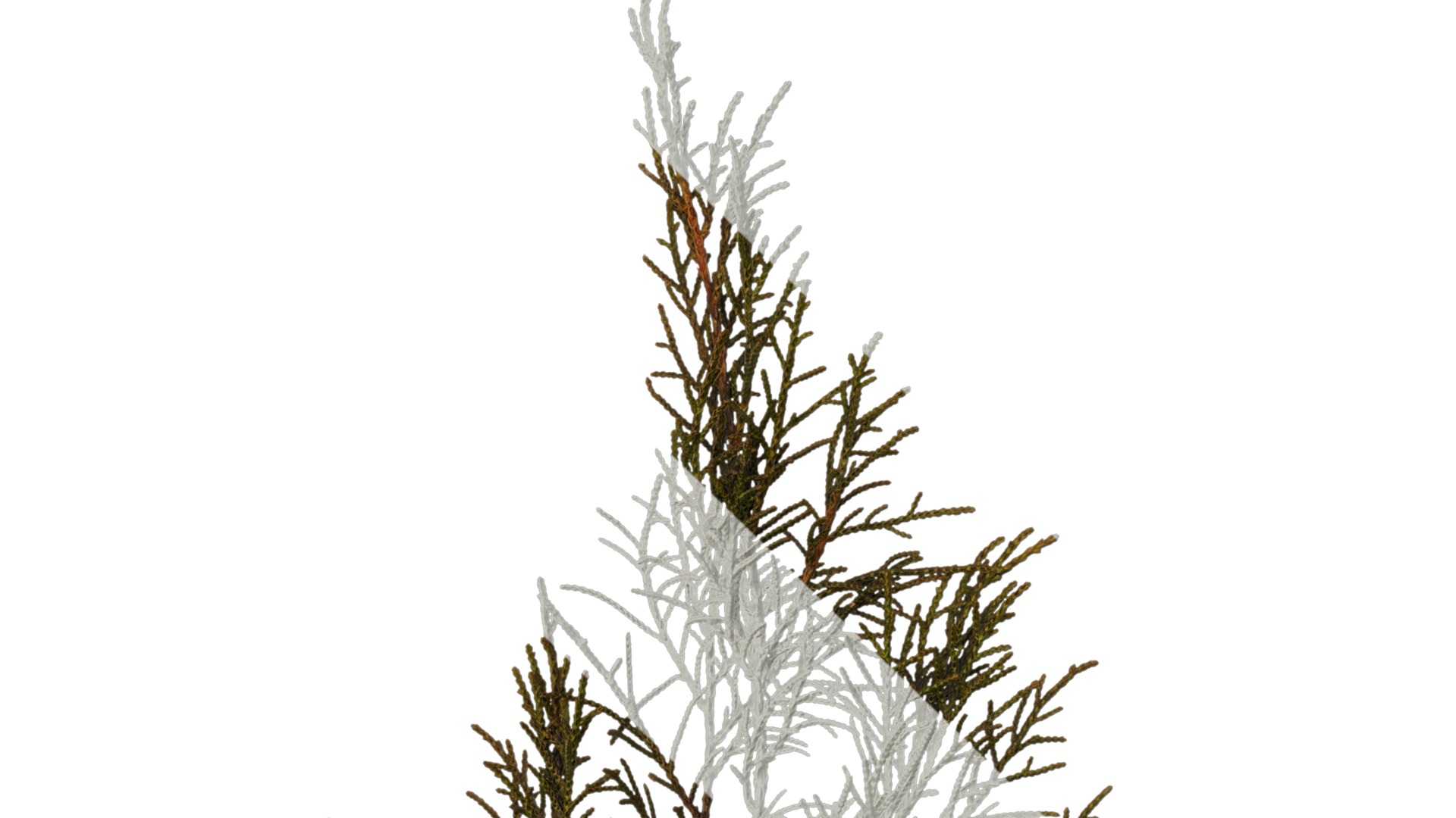 Anydrafts Sabina virginiana Atlas 01 Texture_1