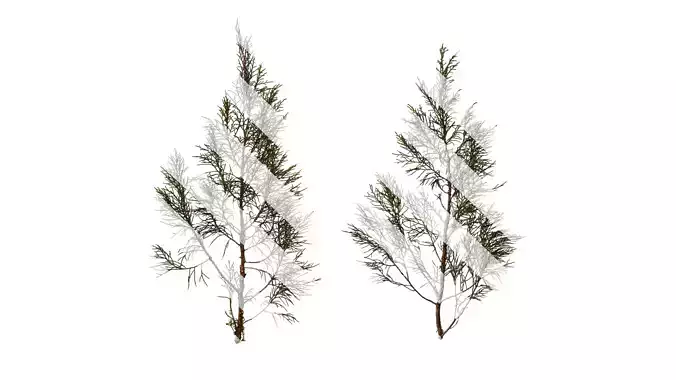 Anydrafts Sabina virginiana Atlas 01 Texture