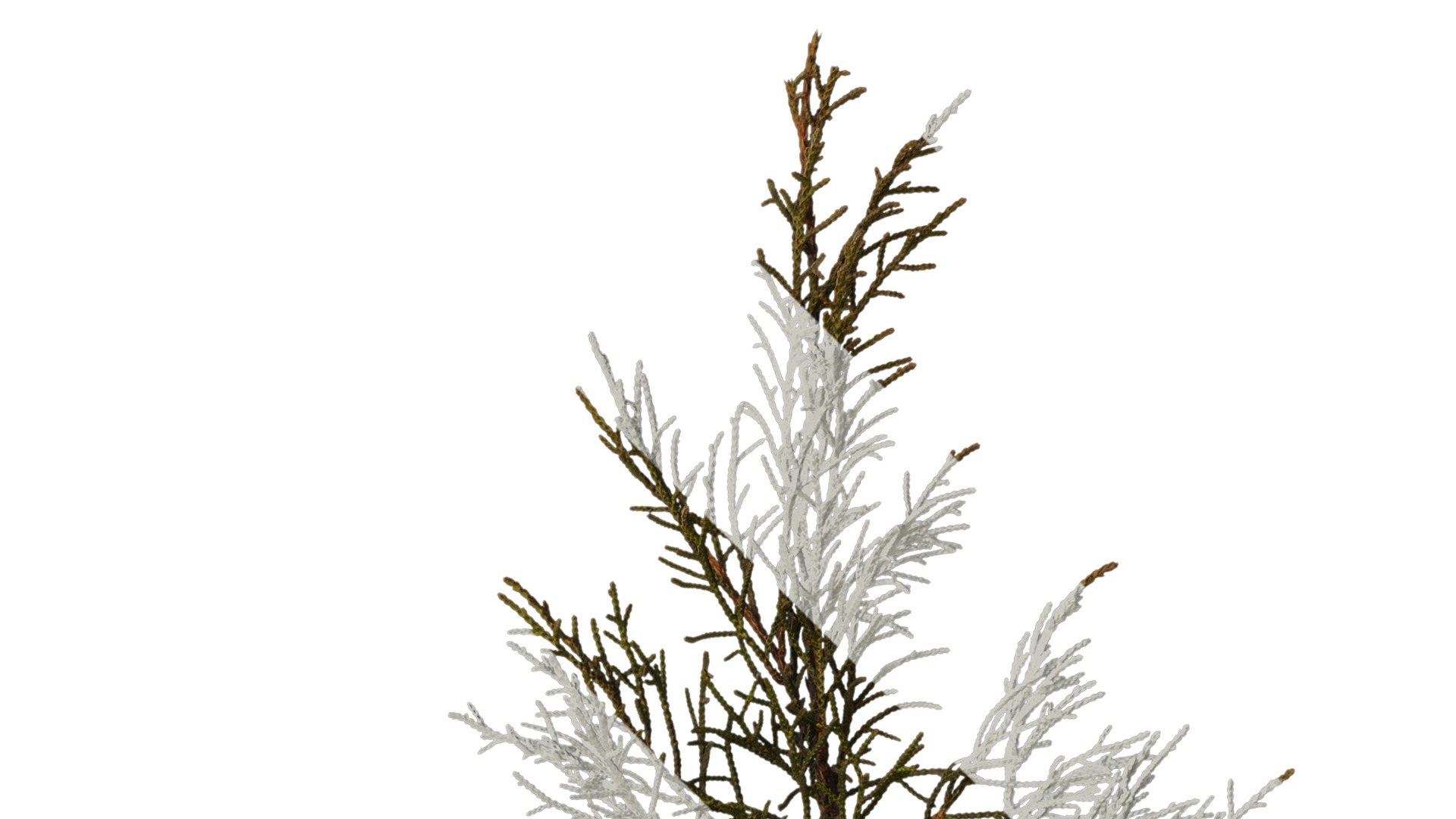 Anydrafts Sabina virginiana Atlas 01 Texture_2