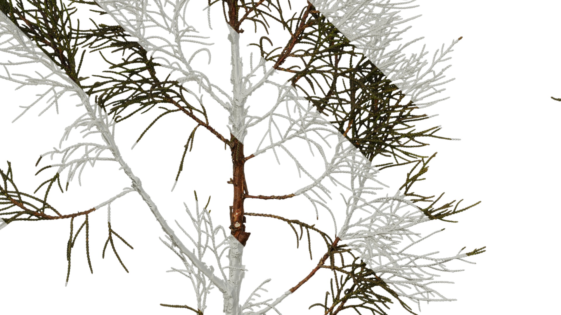 Anydrafts Sabina virginiana Atlas 01 Texture_5