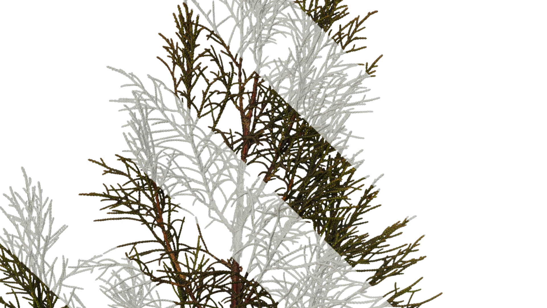 Anydrafts Sabina virginiana Atlas 01 Texture_3