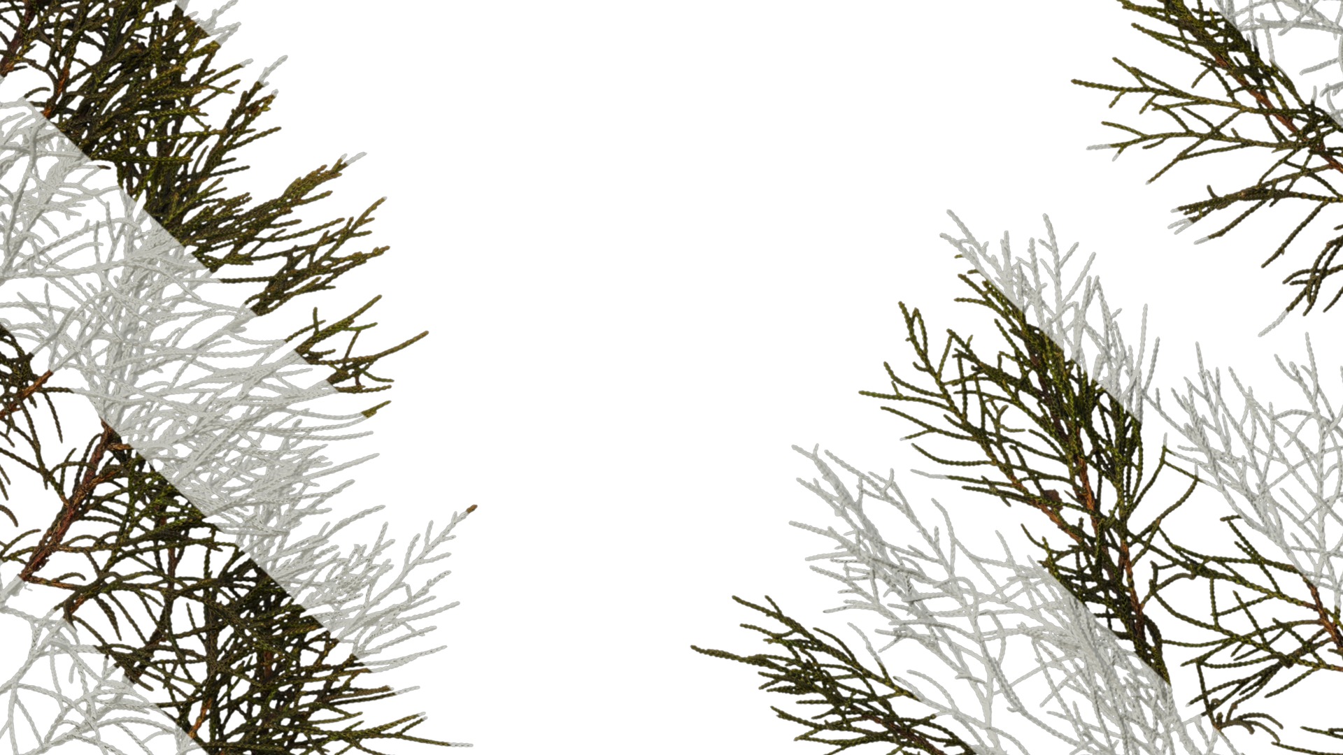 Anydrafts Sabina virginiana Atlas 01 Texture_7