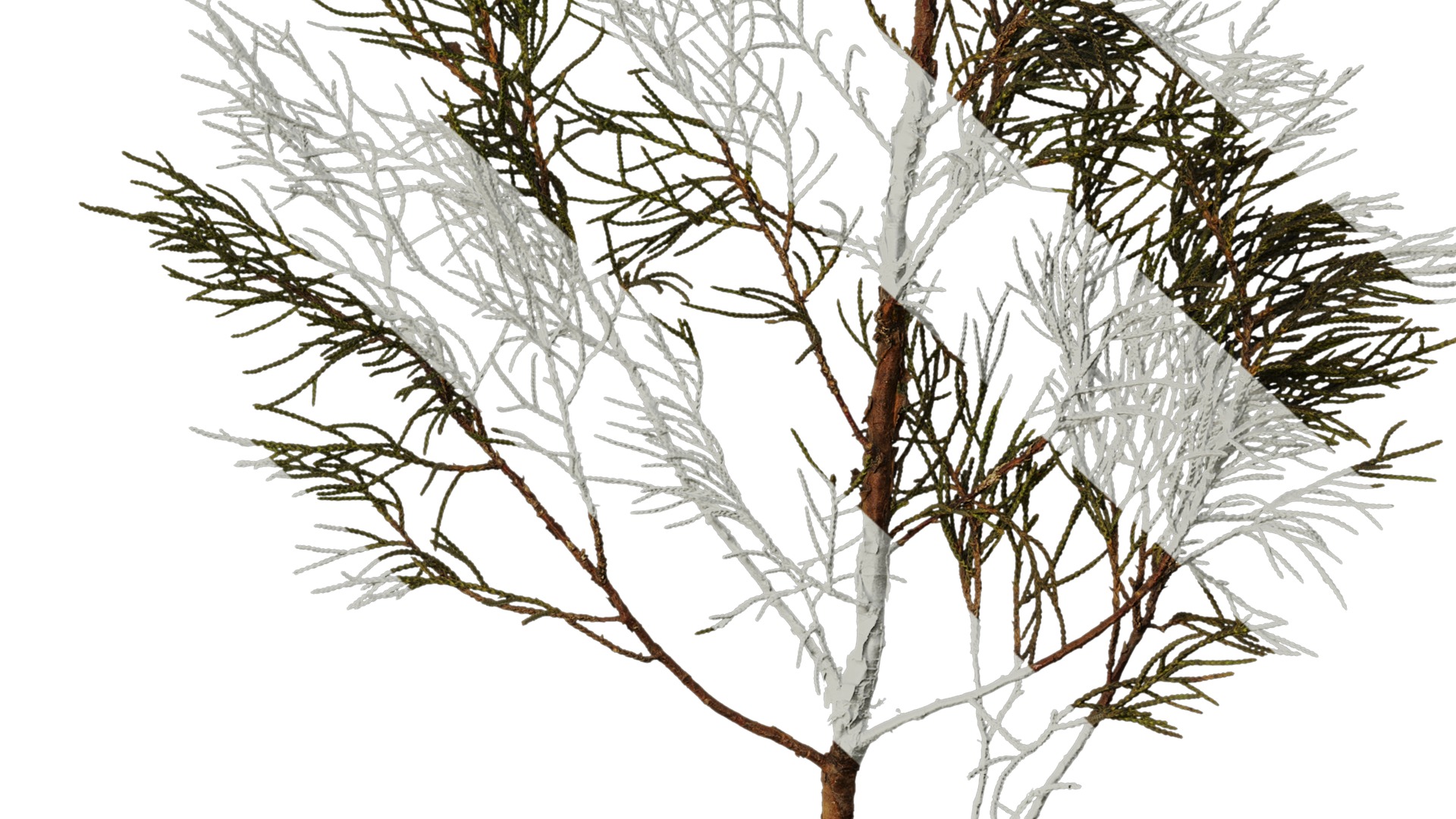 Anydrafts Sabina virginiana Atlas 01 Texture_6