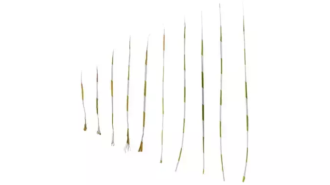 Anydrafts Phragmites australis Leaf 04