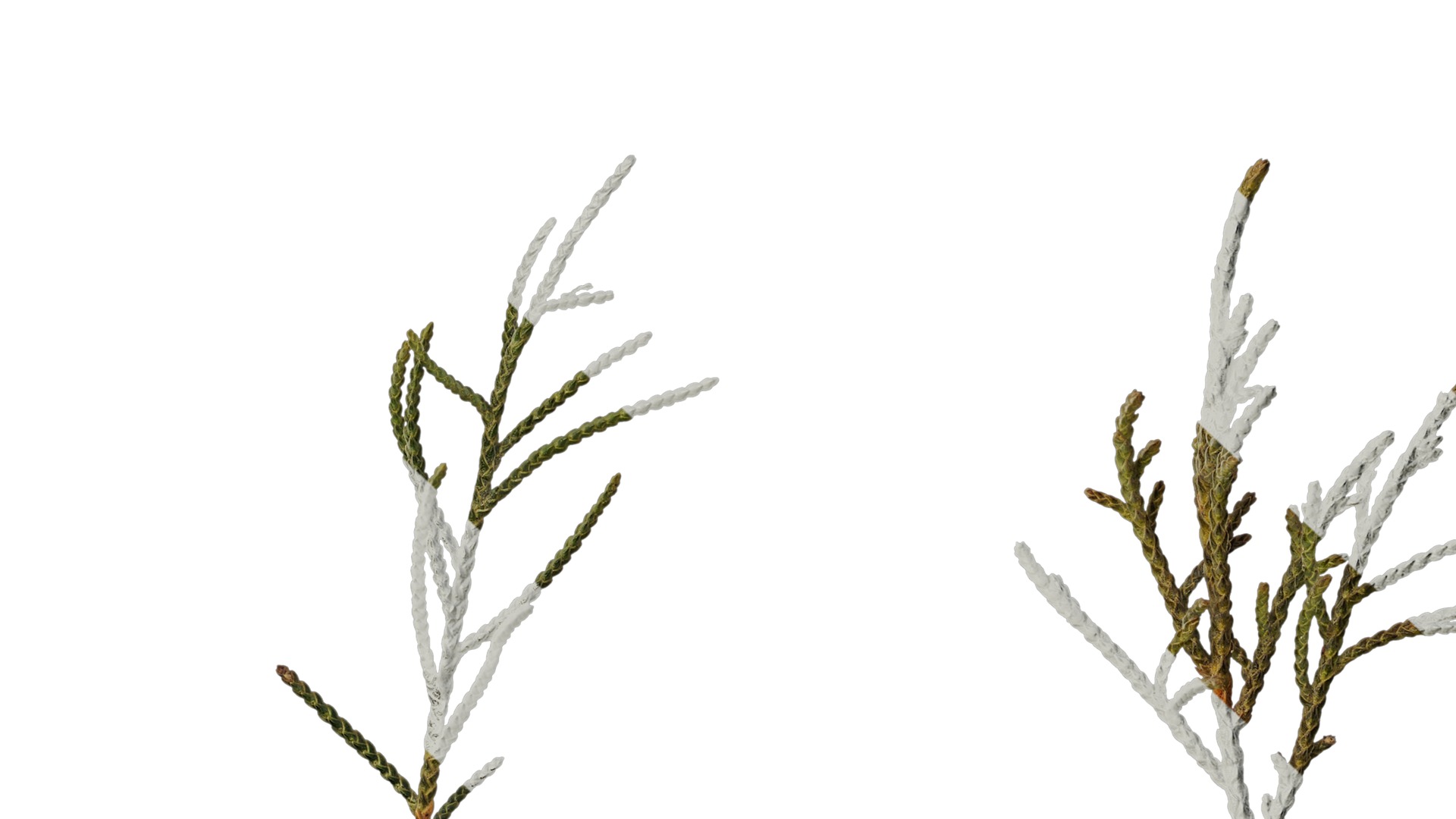 Anydrafts Sabina virginiana Atlas 02 Texture_7