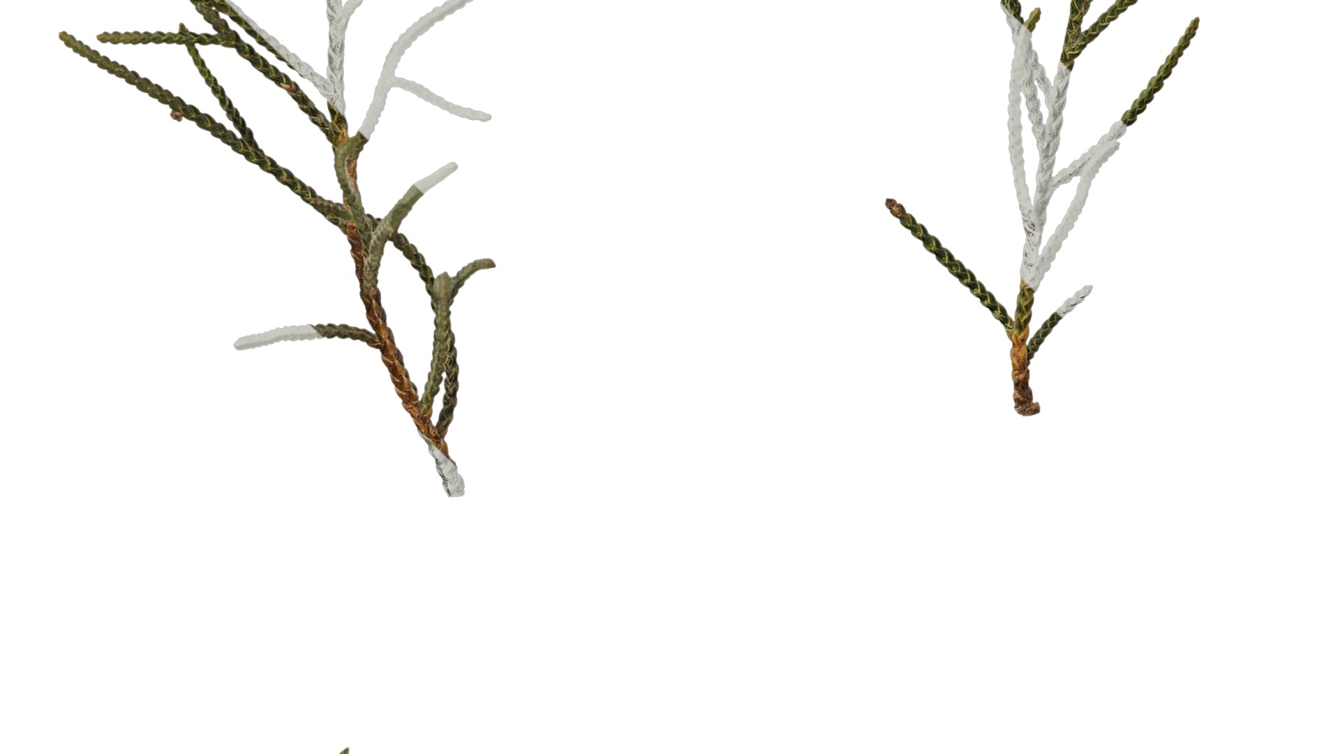 Anydrafts Sabina virginiana Atlas 02 Texture_5