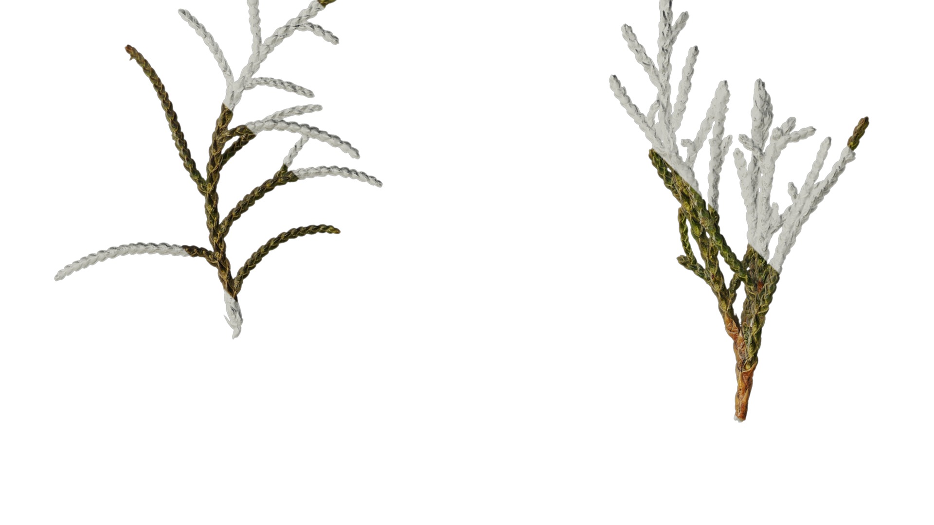 Anydrafts Sabina virginiana Atlas 02 Texture_2