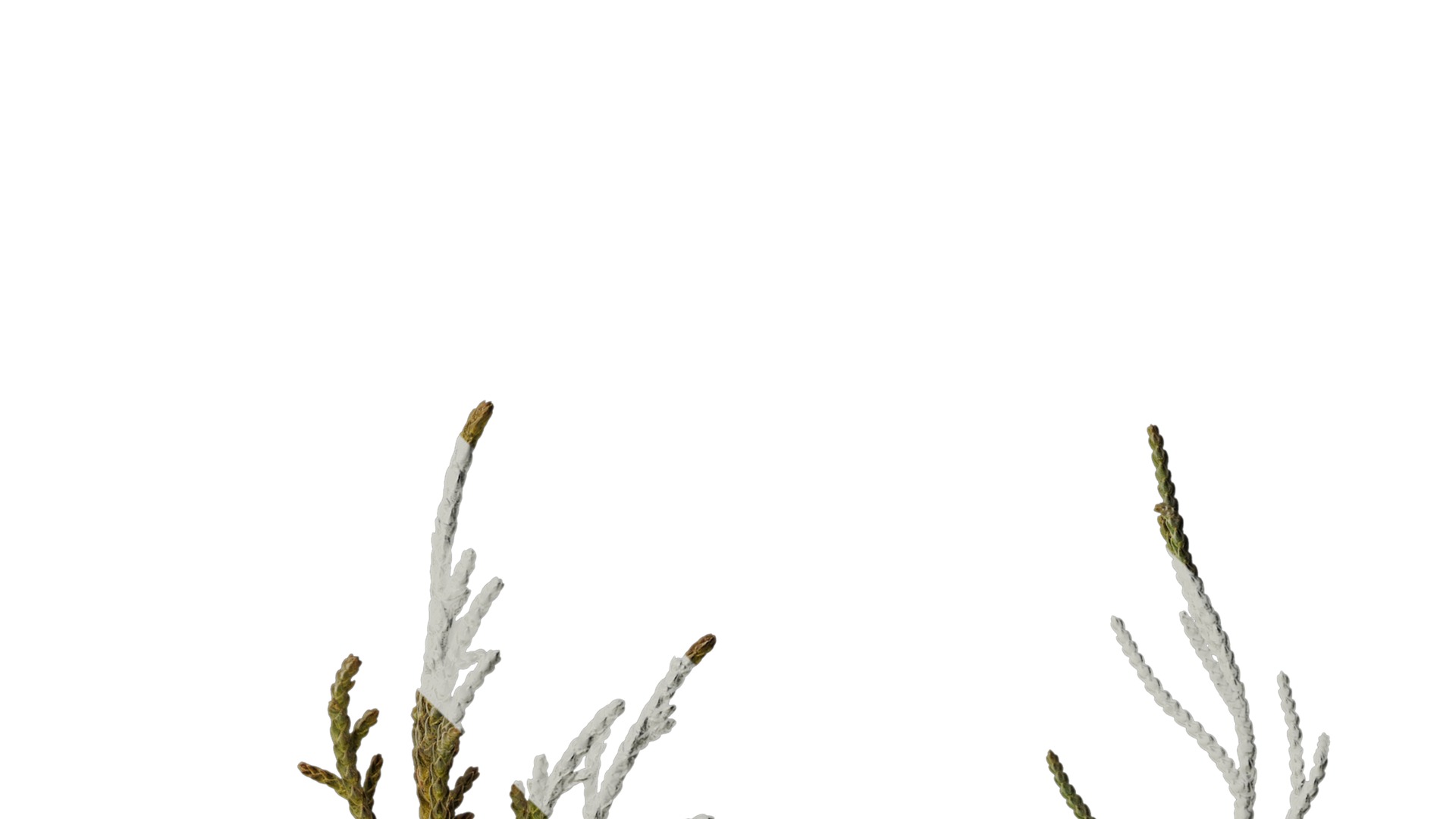 Anydrafts Sabina virginiana Atlas 02 Texture_4