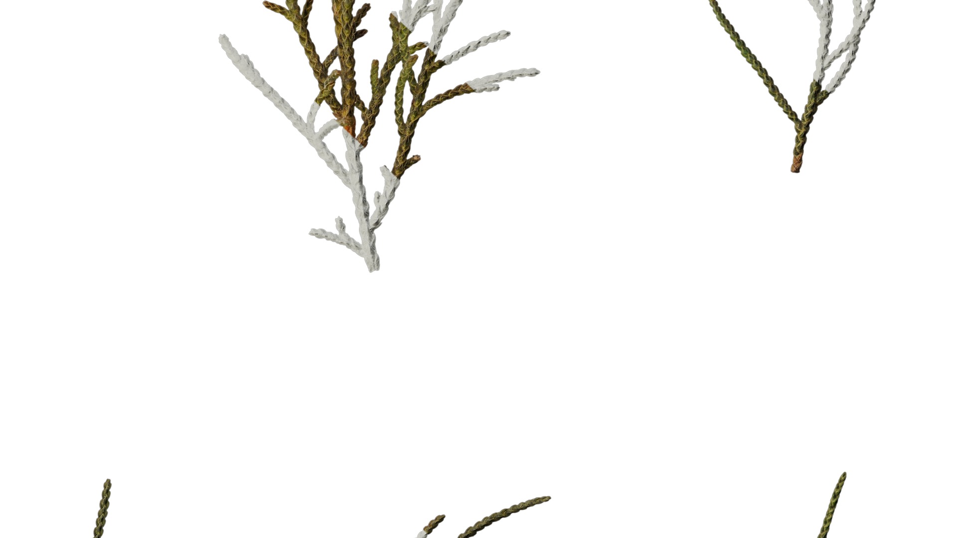 Anydrafts Sabina virginiana Atlas 02 Texture_6