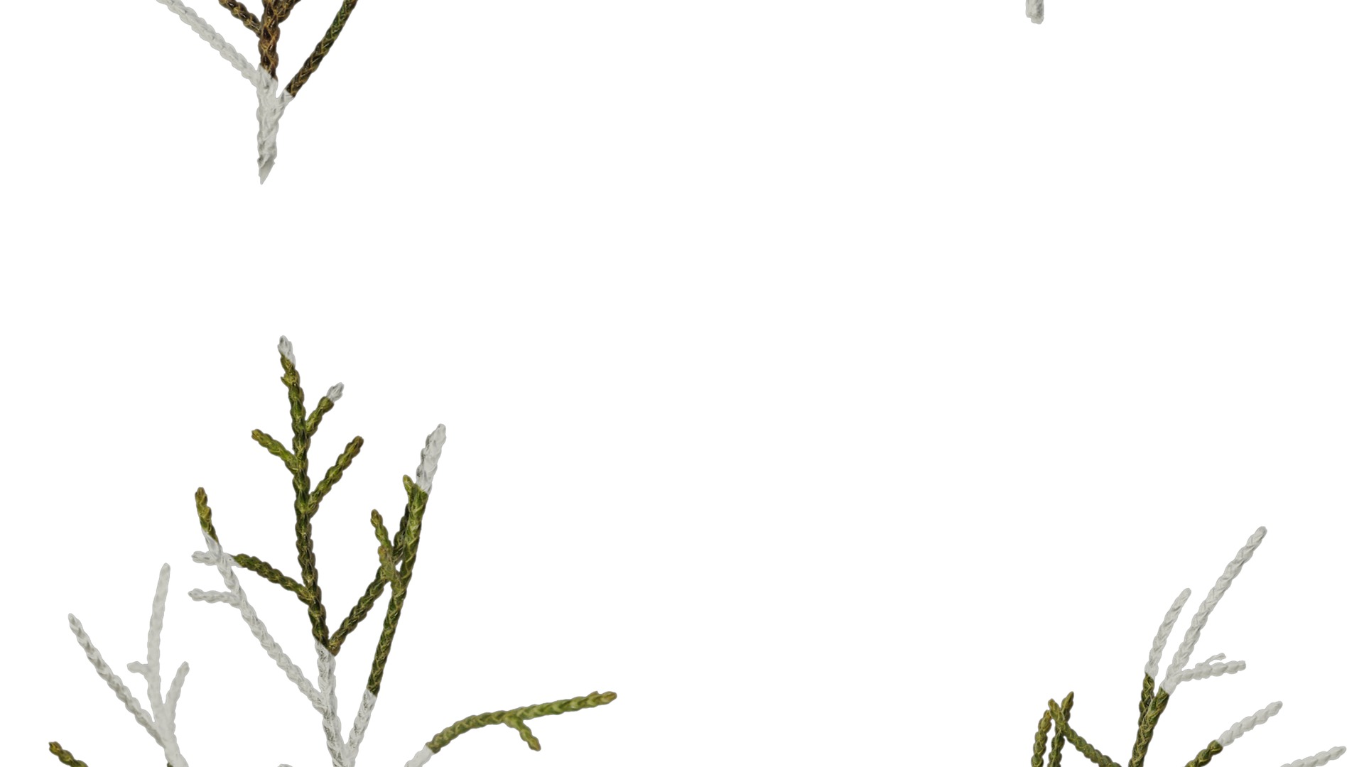 Anydrafts Sabina virginiana Atlas 02 Texture_3