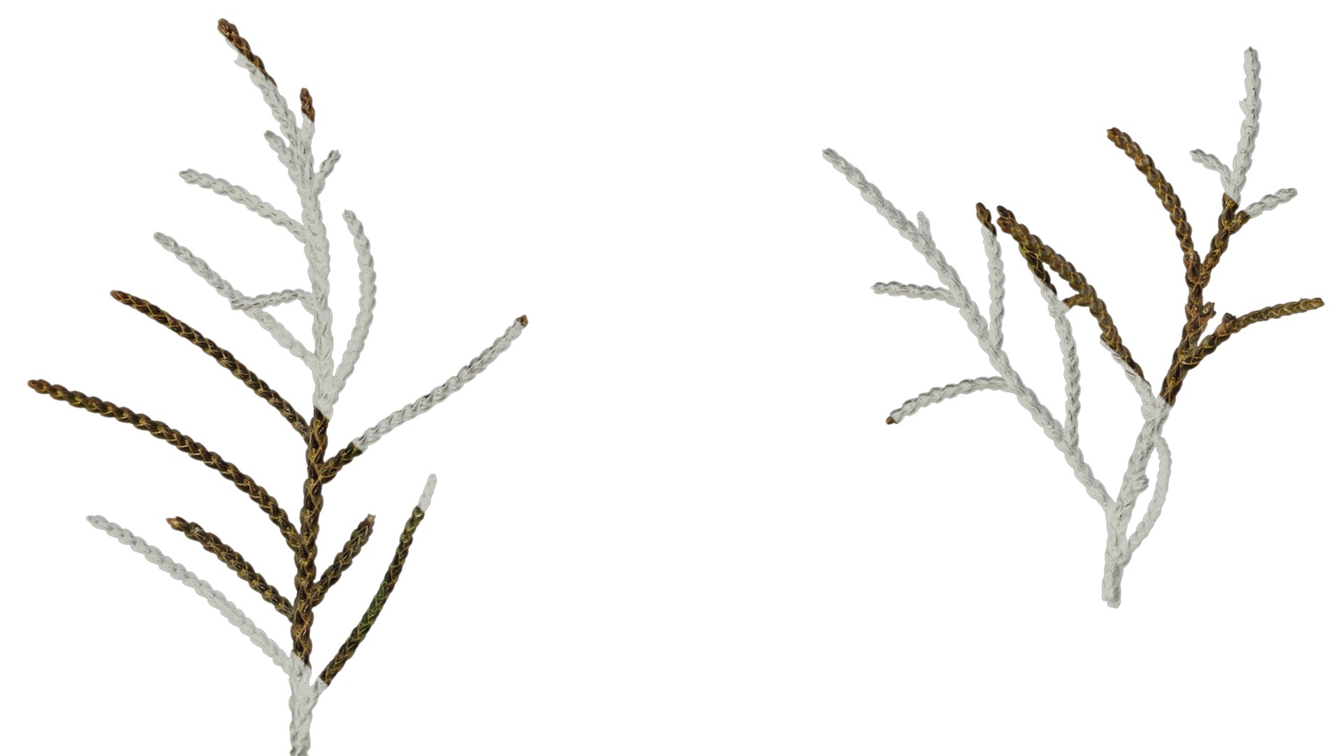 Anydrafts Sabina virginiana Atlas 02 Texture_1