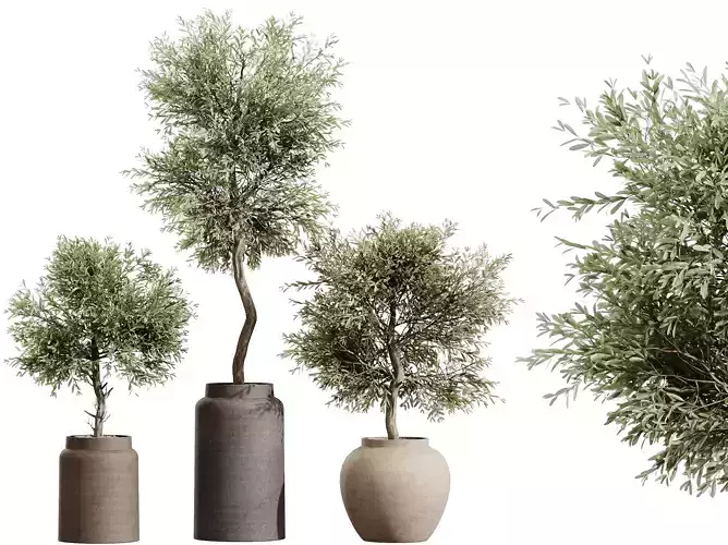 AV HousePlants Olive Elegant Mission Kalamata Arbequina Set02 3D model
