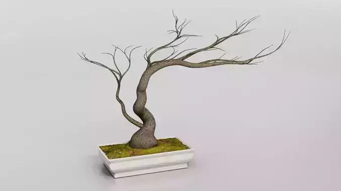 Bonsai Dry Tree Low-poly 3D model