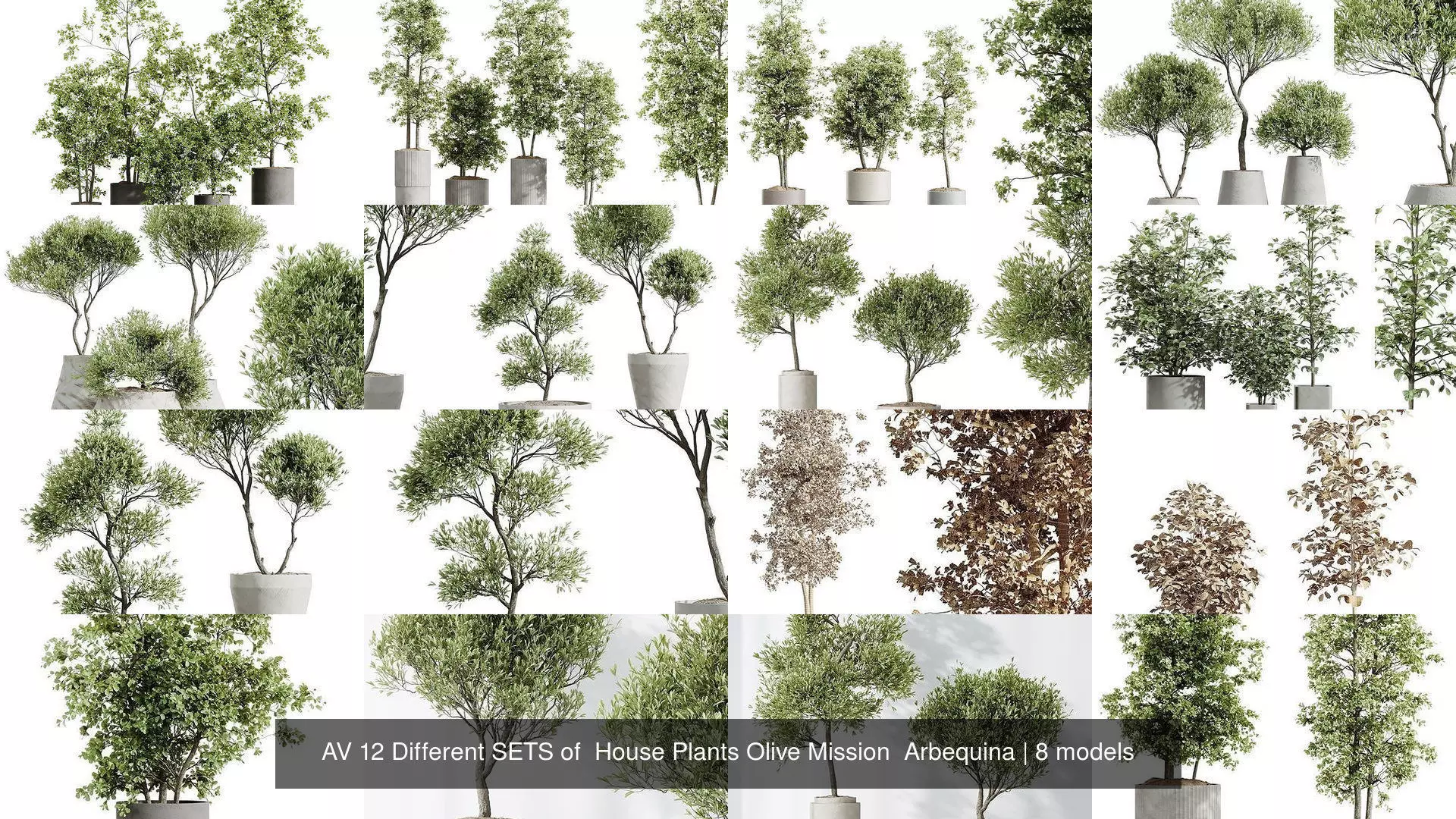 AV 12 Different SETS of  House Plants Olive Mission  Arbequina 3D Model Collection_0