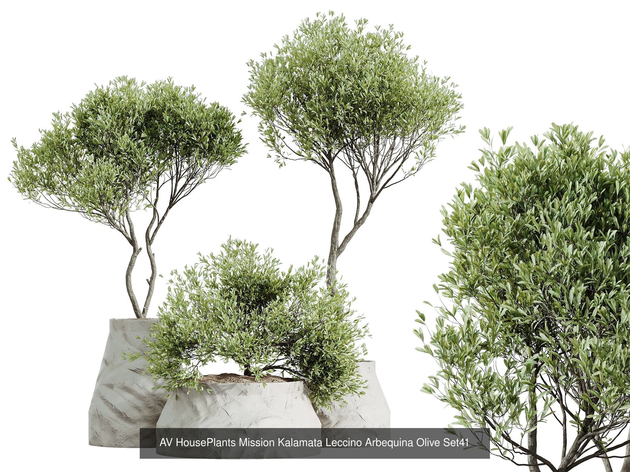 AV 12 Different SETS of  House Plants Olive Mission  Arbequina 3D Model Collection_5