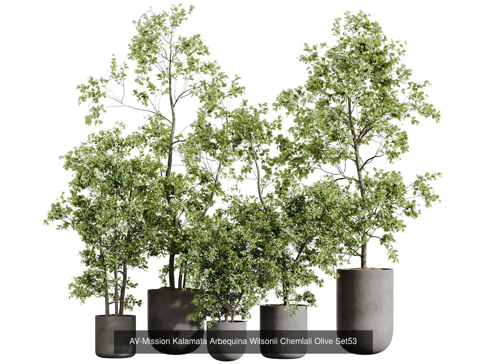 AV 12 Different SETS of  House Plants Olive Mission  Arbequina 3D Model Collection_1