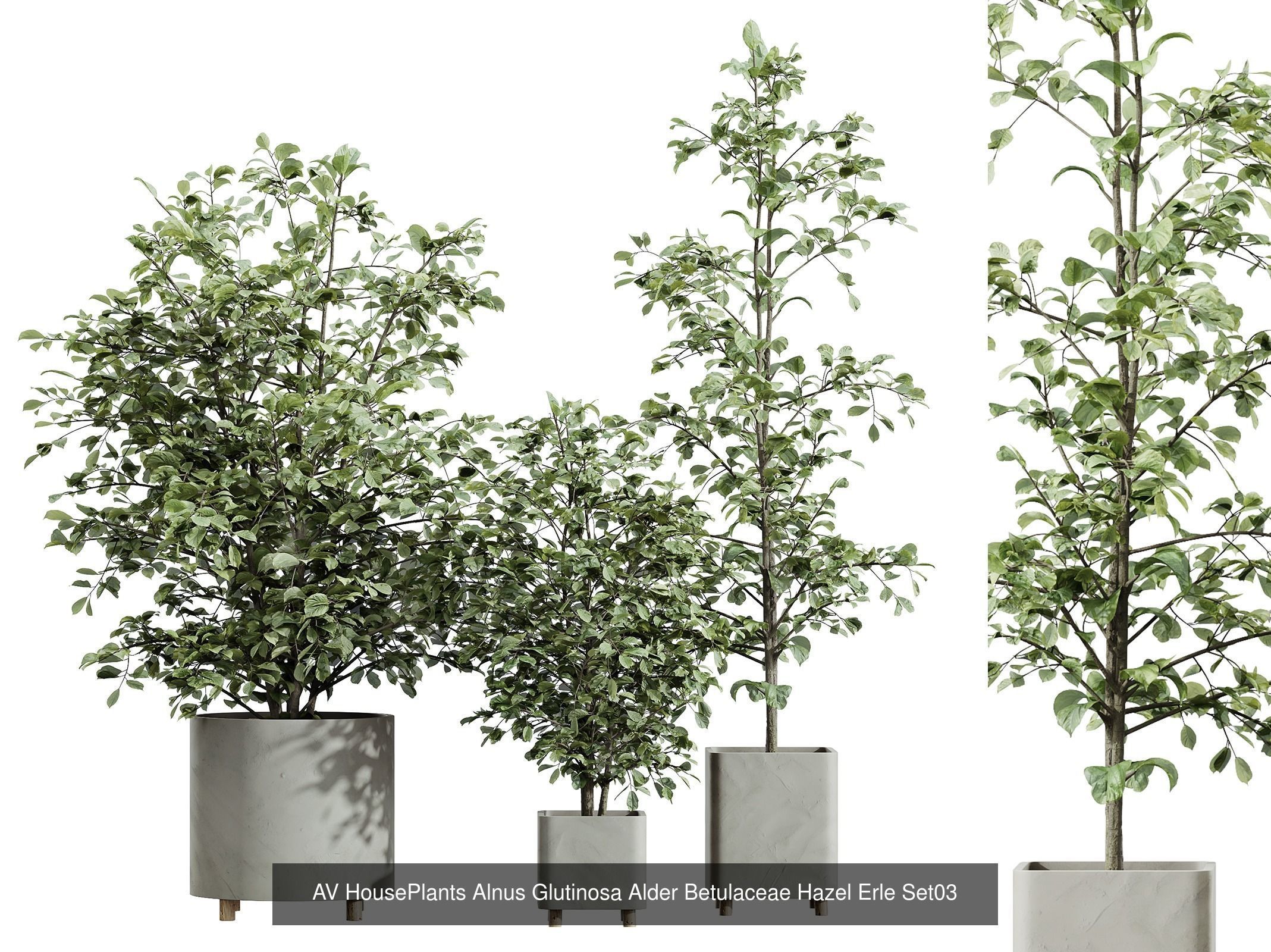 AV 12 Different SETS of  House Plants Olive Mission  Arbequina 3D Model Collection_8