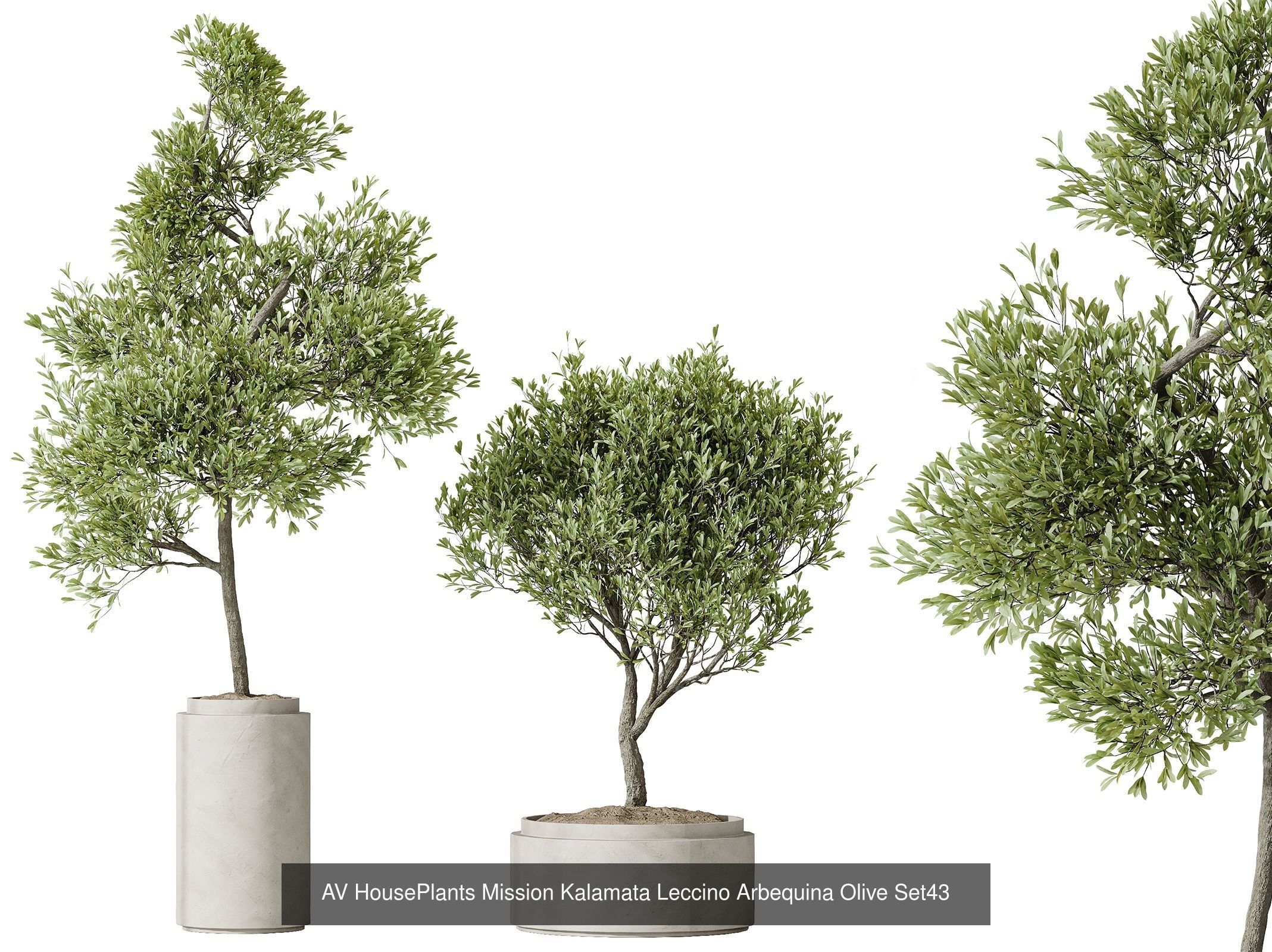 AV 12 Different SETS of  House Plants Olive Mission  Arbequina 3D Model Collection_7