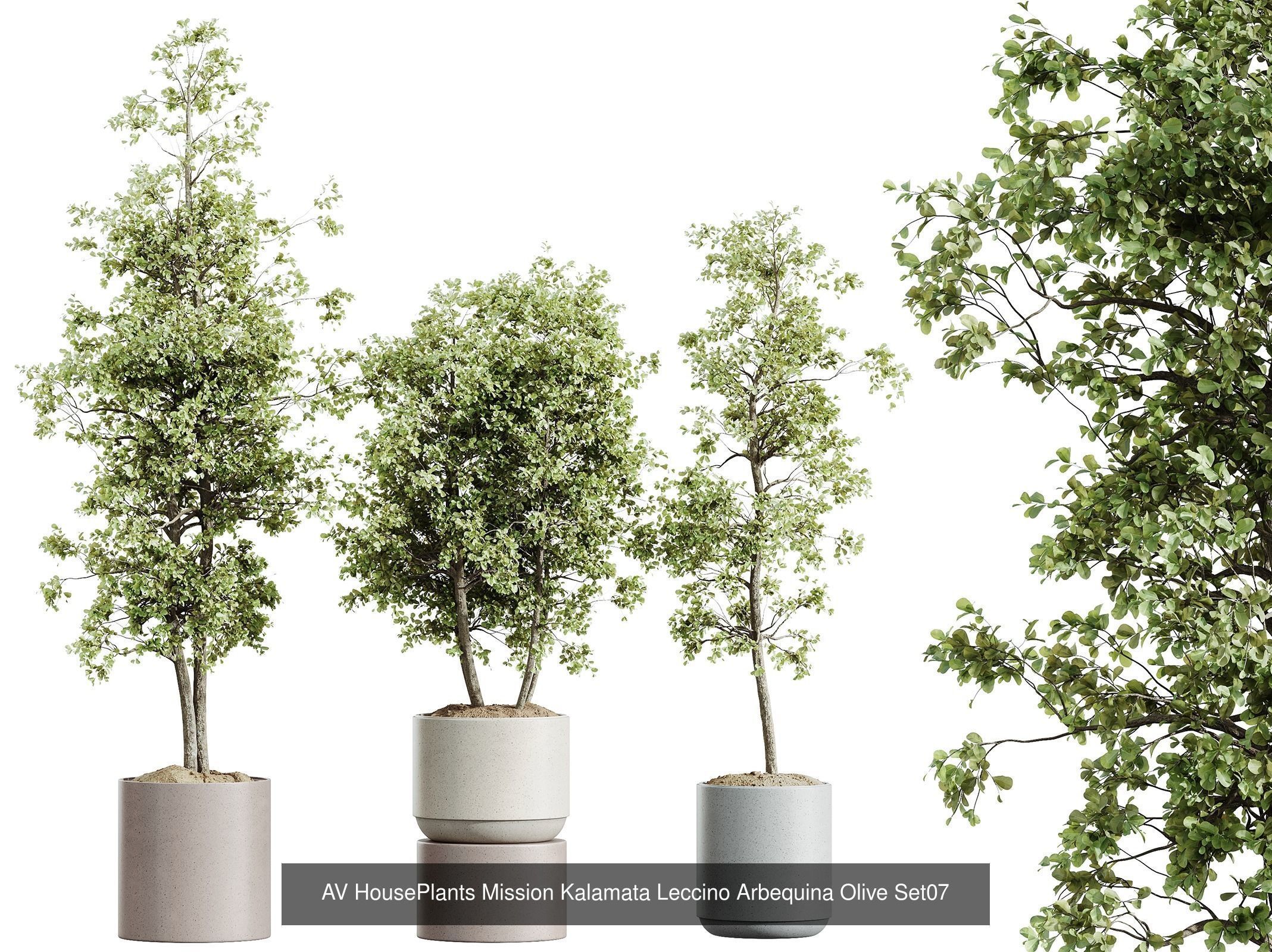AV 12 Different SETS of  House Plants Olive Mission  Arbequina 3D Model Collection_3