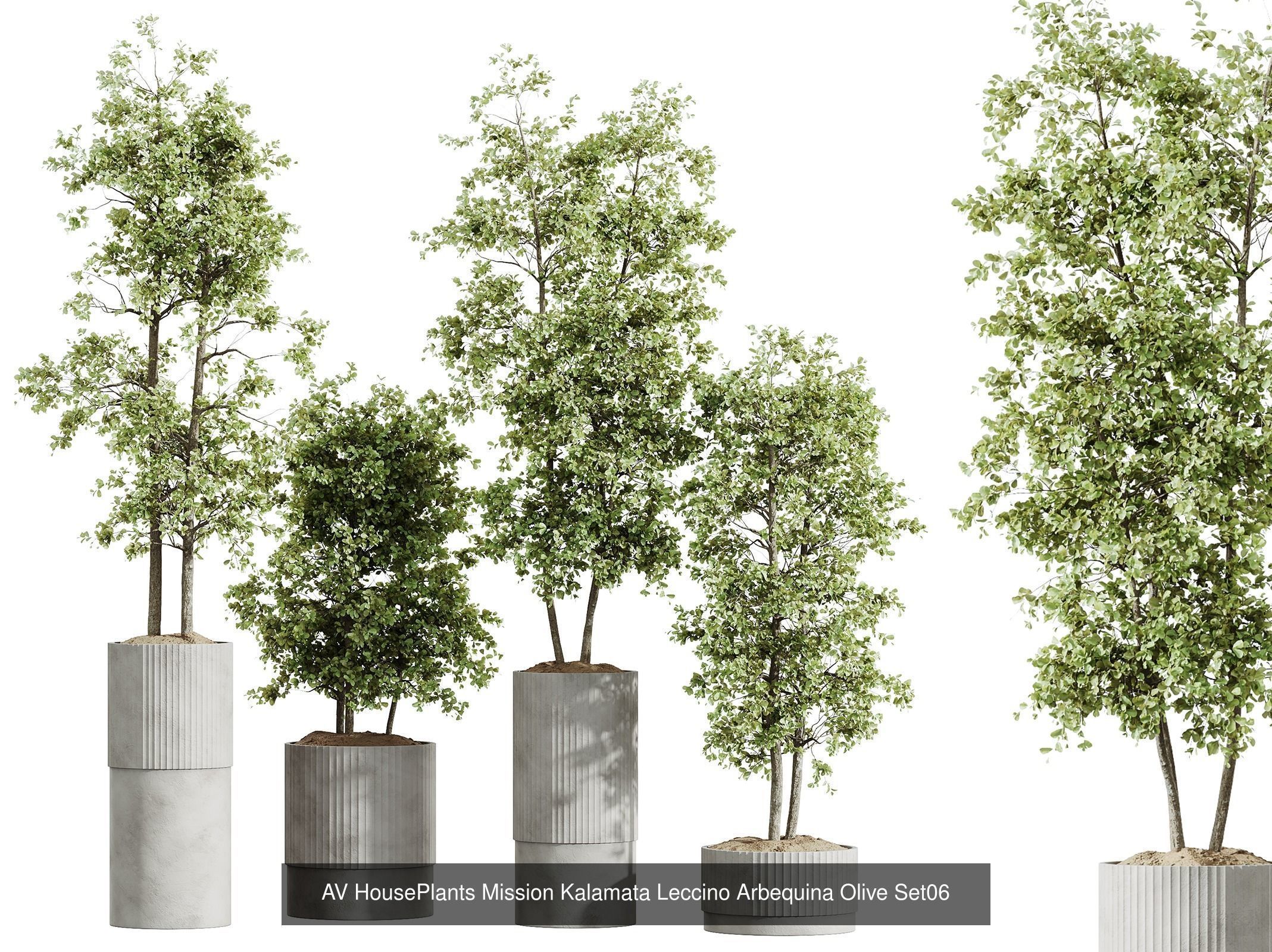 AV 12 Different SETS of  House Plants Olive Mission  Arbequina 3D Model Collection_2