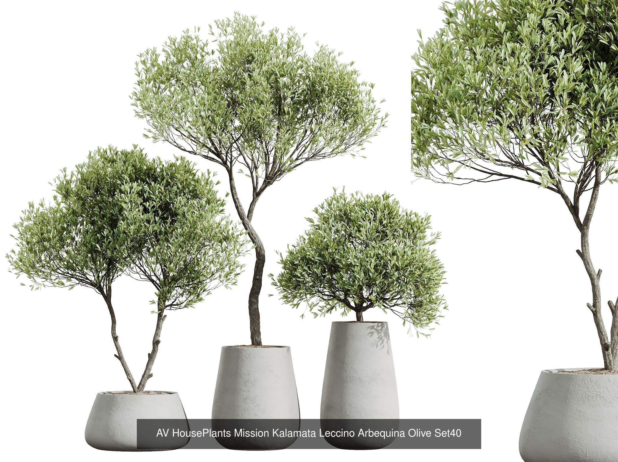 AV 12 Different SETS of  House Plants Olive Mission  Arbequina 3D Model Collection_4