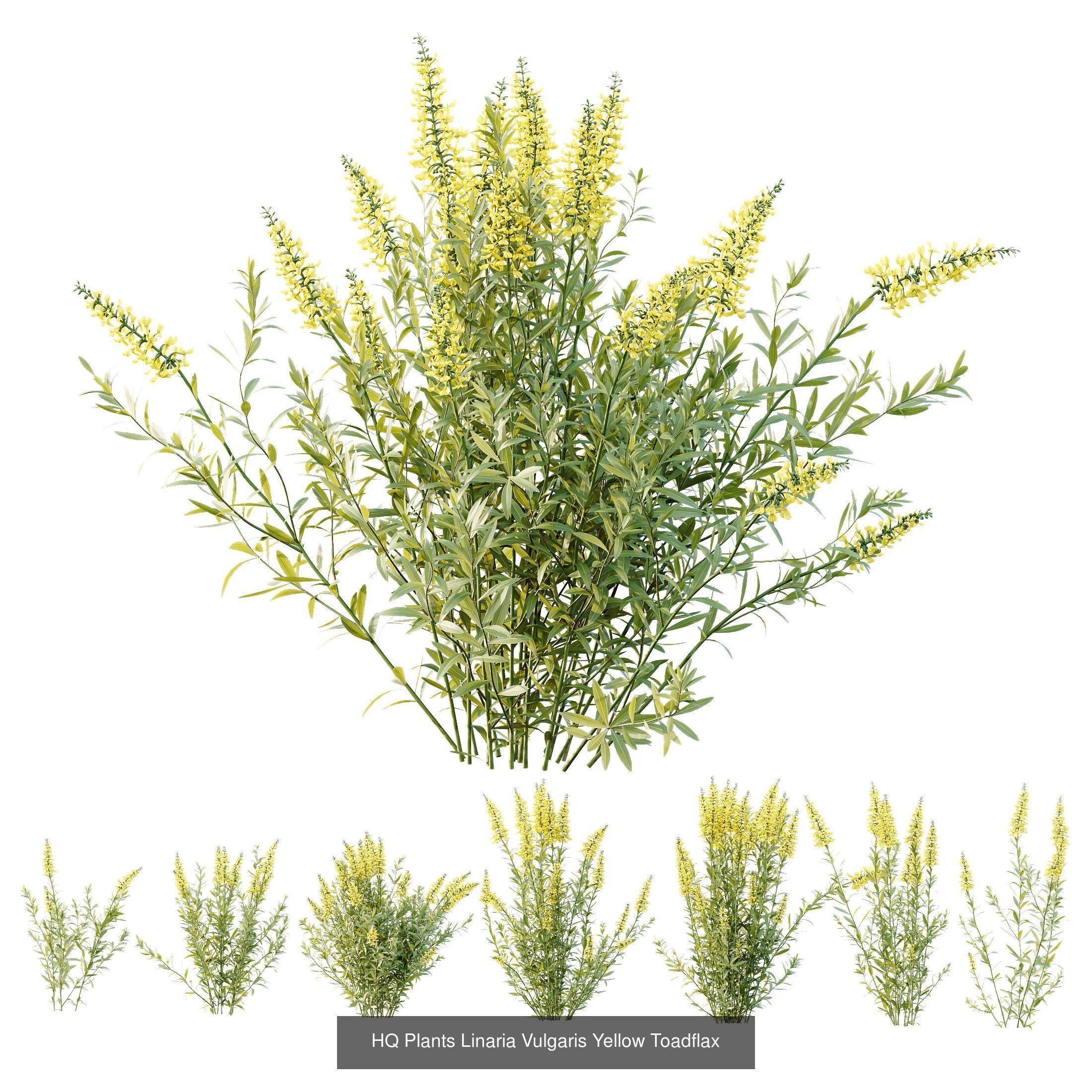 AV 10 Different SETS of  Colorful spring flowering shrubs  3D Model Collection_9