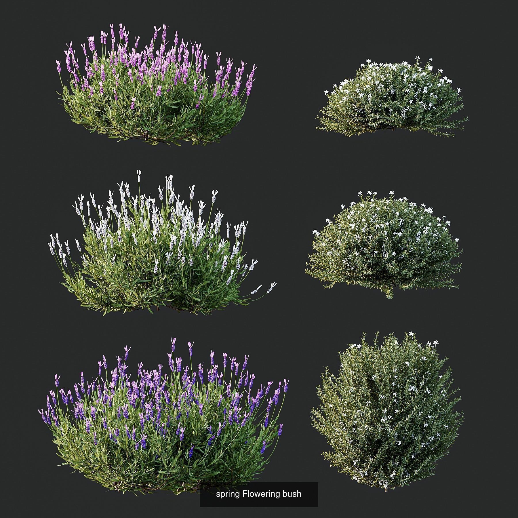 AV 10 Different SETS of  Colorful spring flowering shrubs  3D Model Collection_10