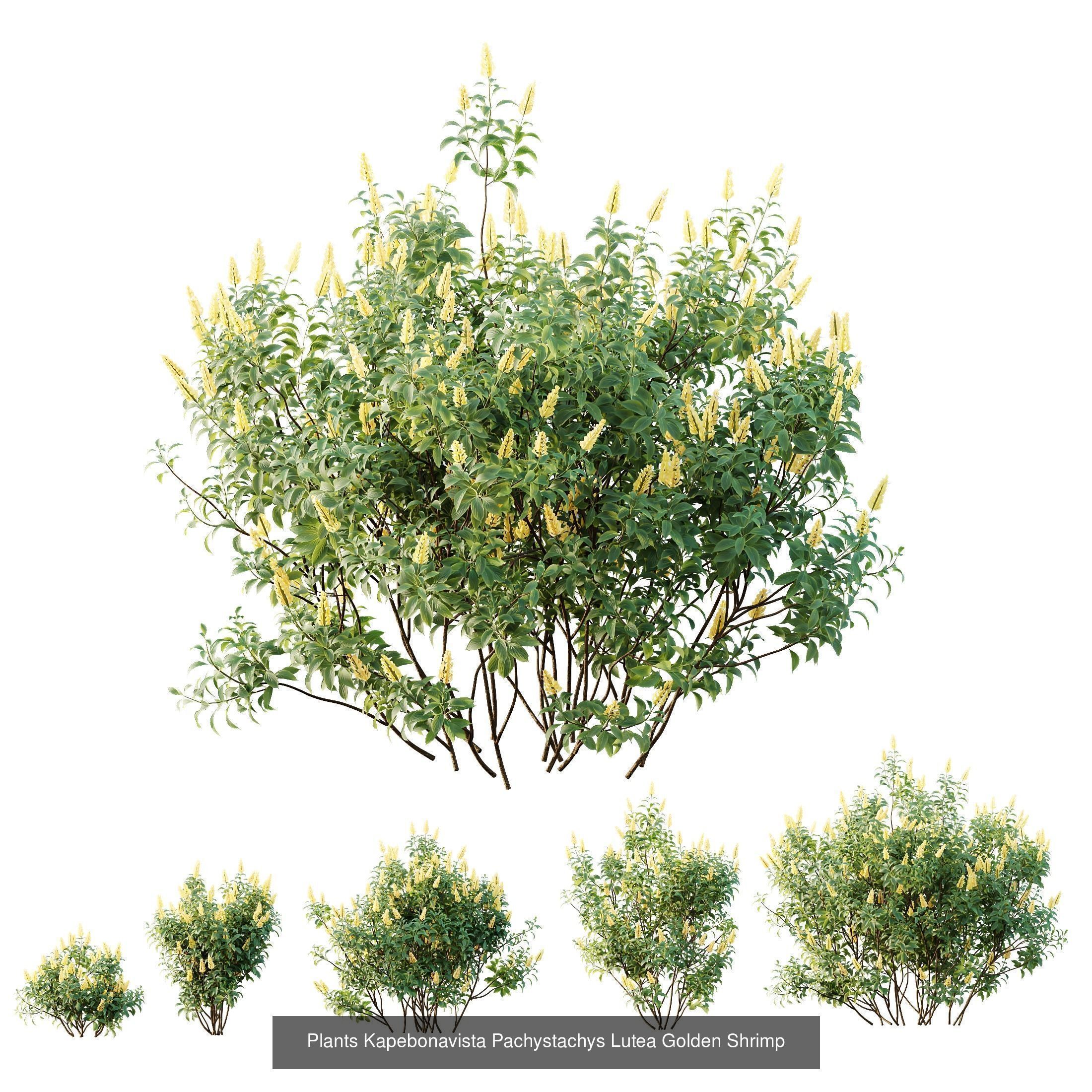 AV 10 Different SETS of  Colorful spring flowering shrubs  3D Model Collection_1