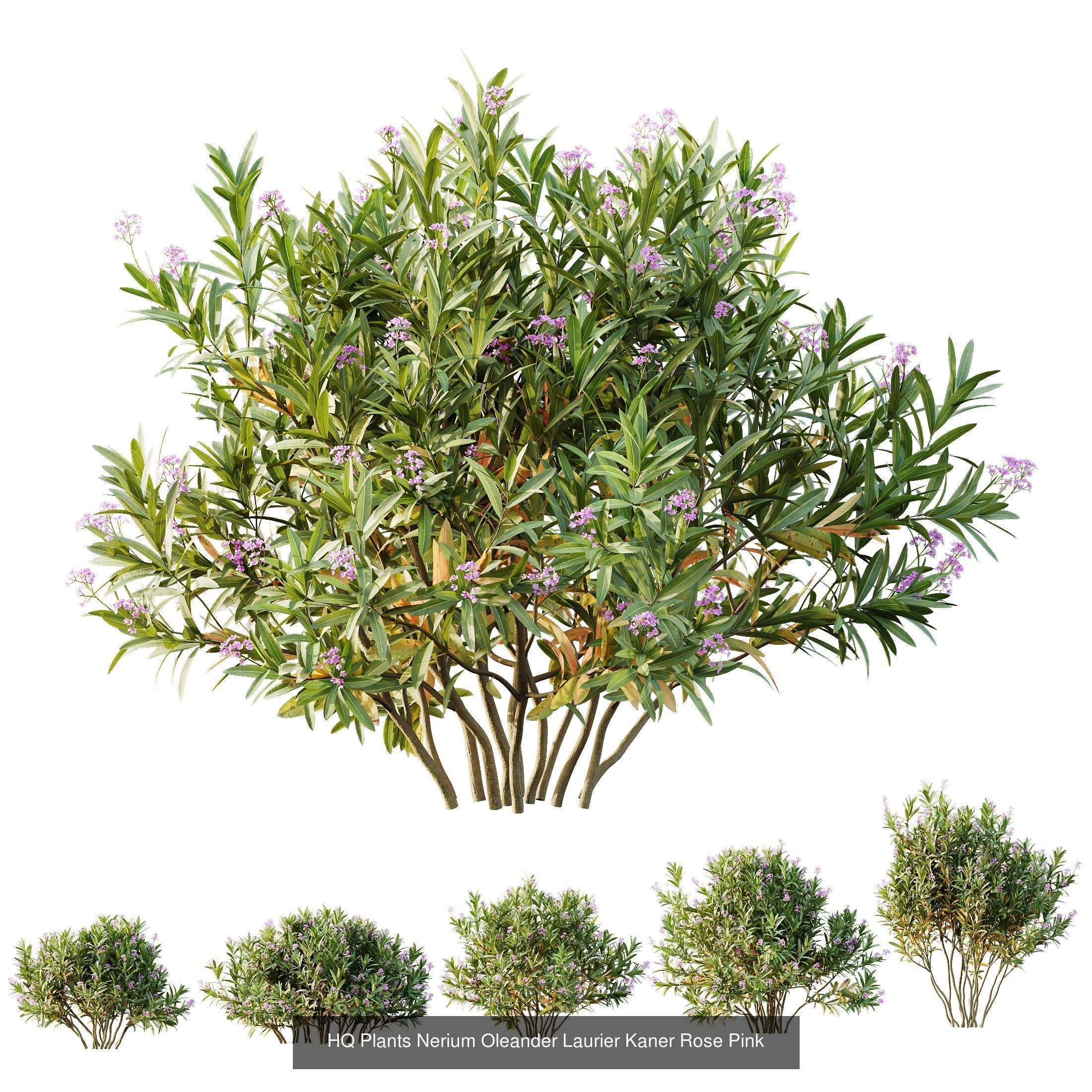 AV 10 Different SETS of  Colorful spring flowering shrubs  3D Model Collection_5