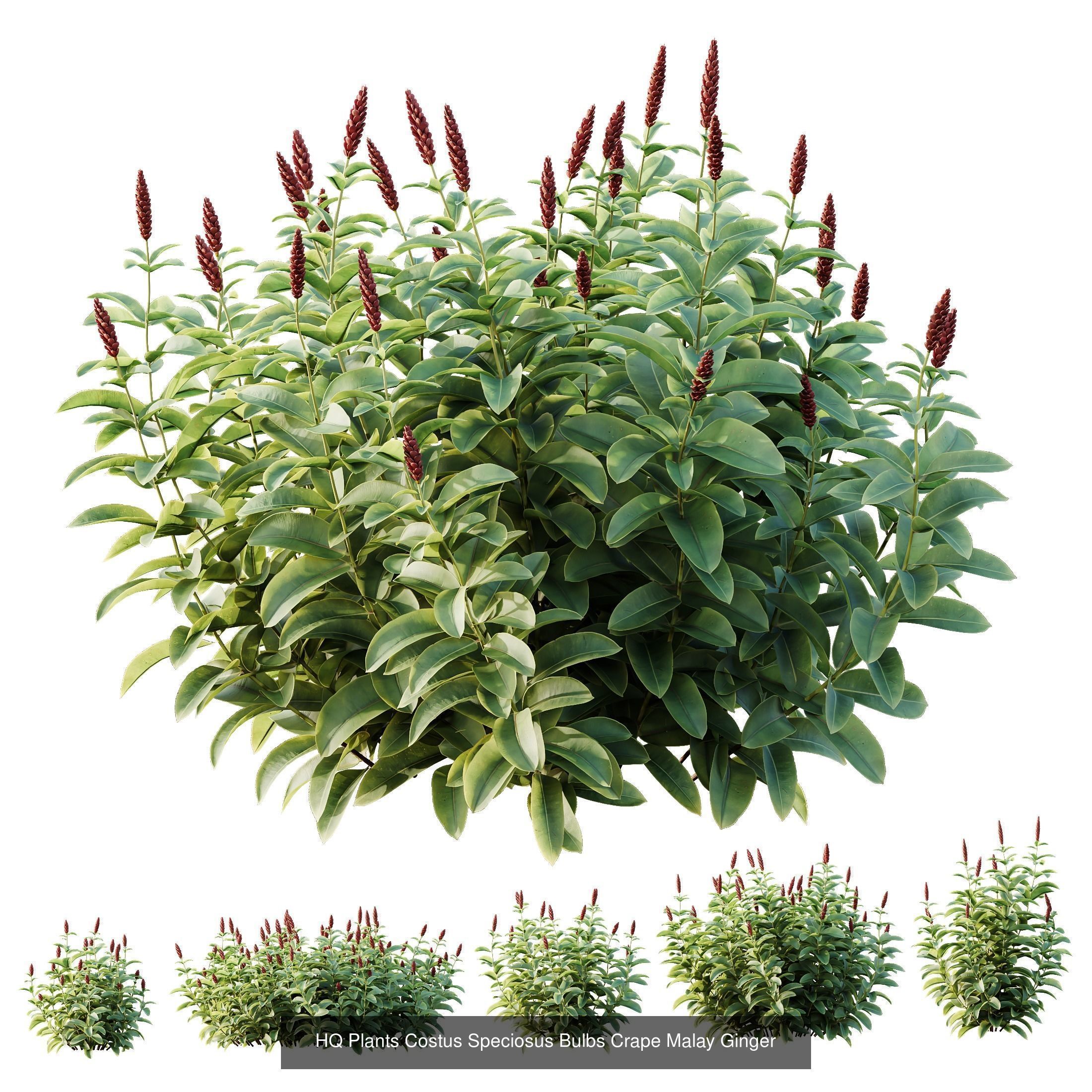 AV 10 Different SETS of  Colorful spring flowering shrubs  3D Model Collection_3